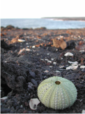 Playas de Lanzarote